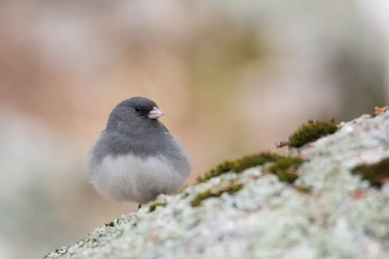 Dark-eyed junco, Black Hills, South Dakota. 2019.